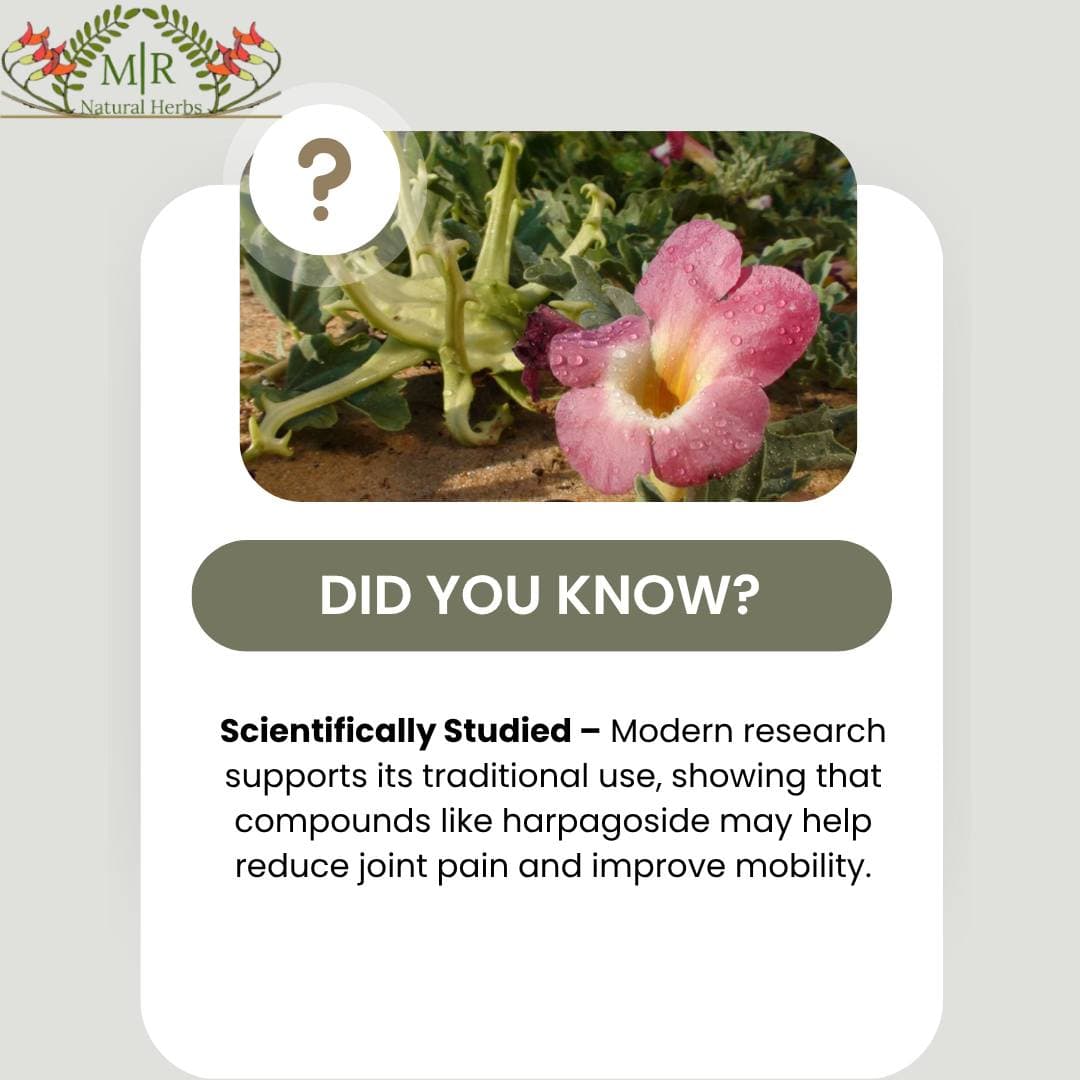 NinetySix Investment - Kankerbos Products